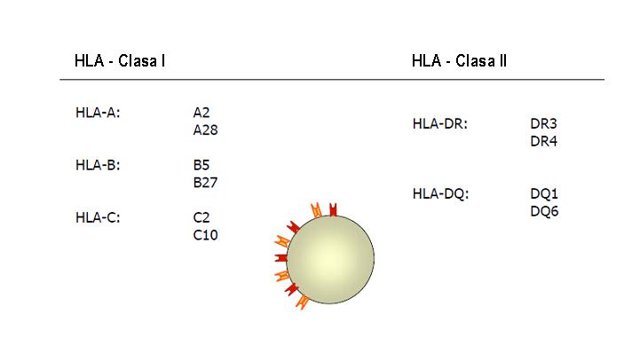 TIPAJ HLA-A (PCR) - Synevo