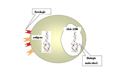 TIPAJ HLA-A (PCR) - Synevo