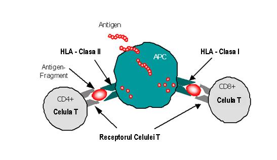 Tipaj HLA-C (PCR) - Synevo