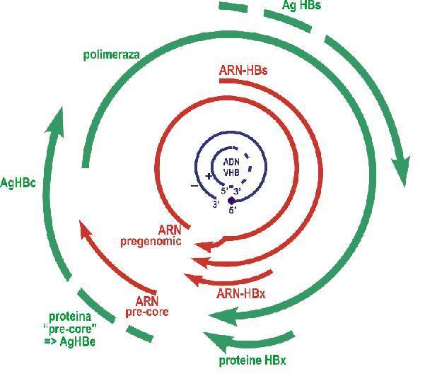 Virusul hepatitei B-rezistenta la medicamente antivirale - Synevo