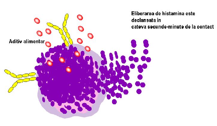 Test de degranulare a bazofilelor - 10 alergeni - Synevo