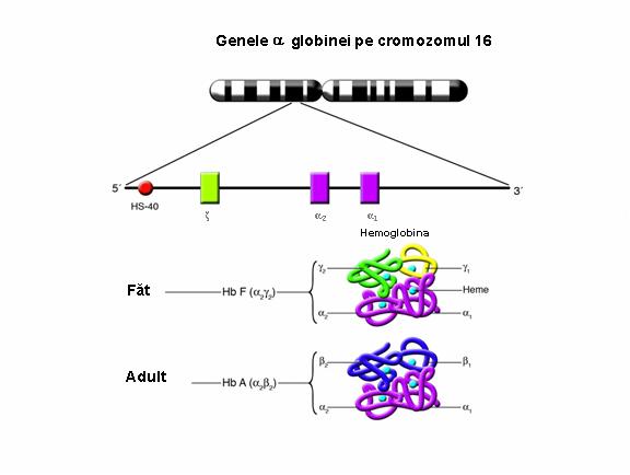 Alfa-talasemie-testare genetica (HBA1) - Synevo