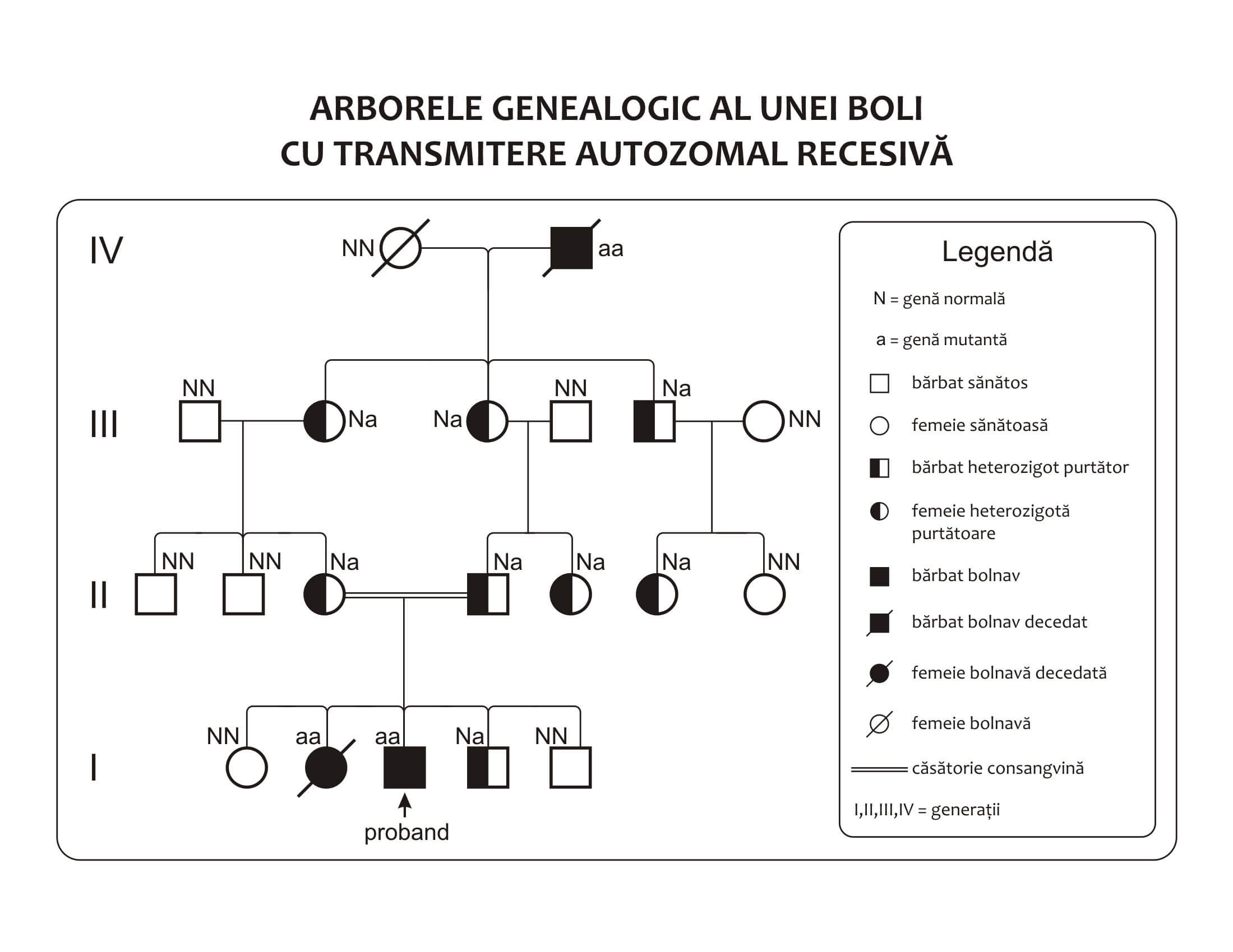 schema genetica