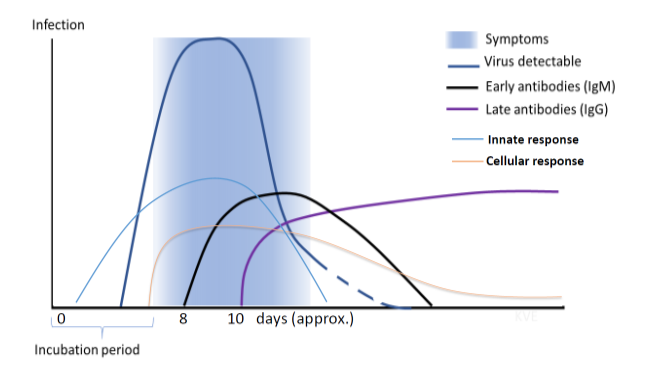 anticorpi, IgG, anticorpi IgG, COVID-19